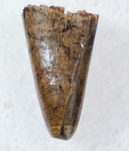 Tyrannosaur Premax Tooth (Aublysodon) - Montana #17581